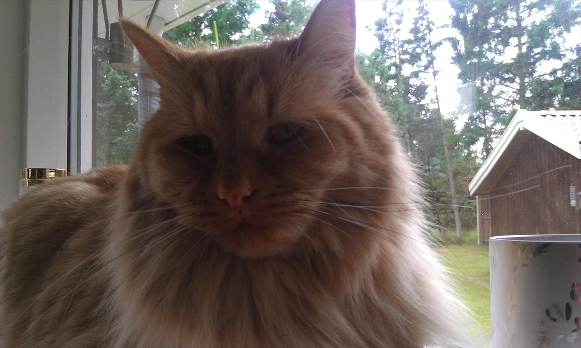 Maine Coon Troy Bayliss billede 18