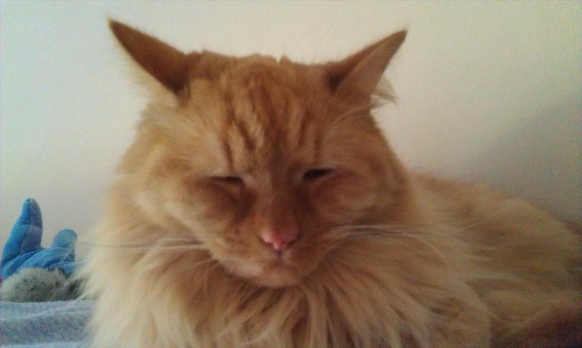 Maine Coon Troy Bayliss billede 19