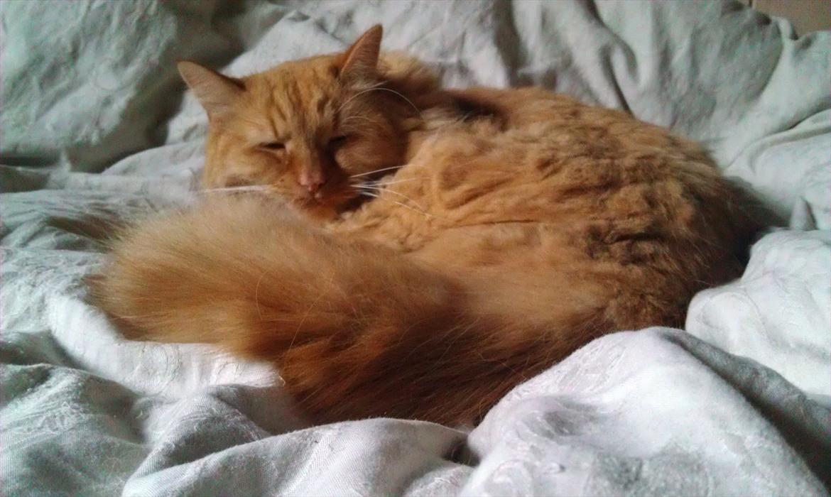 Maine Coon Troy Bayliss billede 20