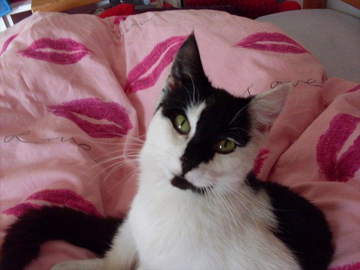 Huskat Sunshine - Er jeg ikke en sød mis :) billede 11