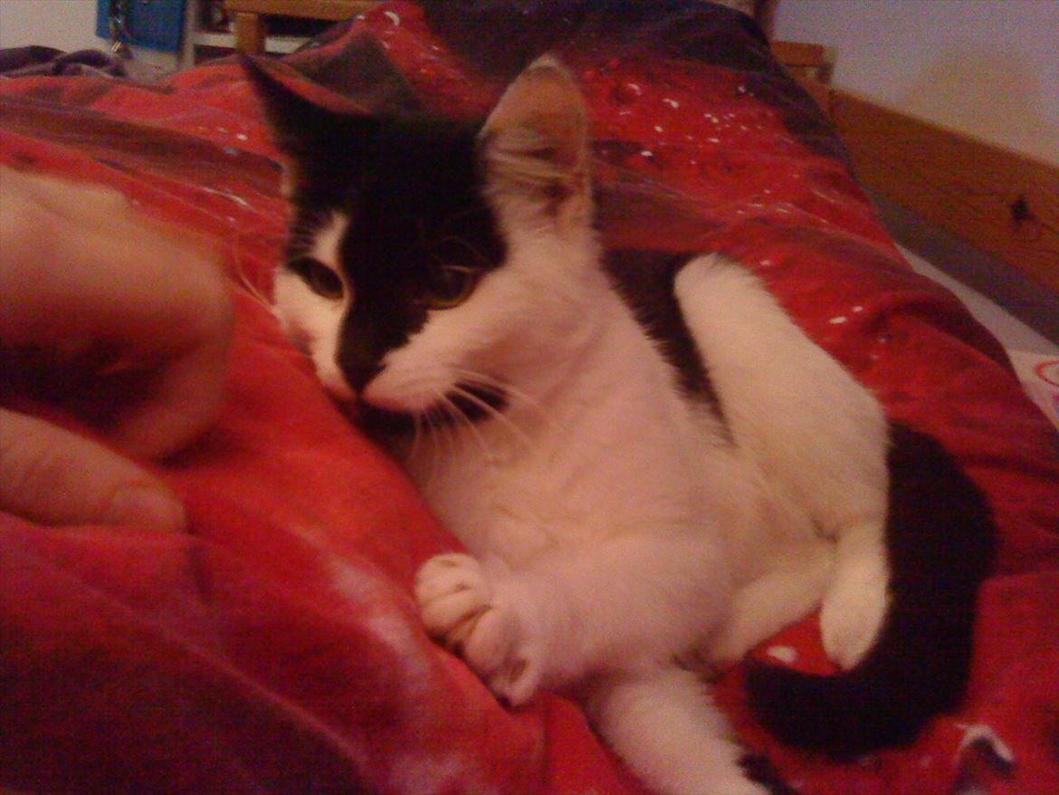 Huskat Sunshine - Sunshine som 1 årig  billede 8