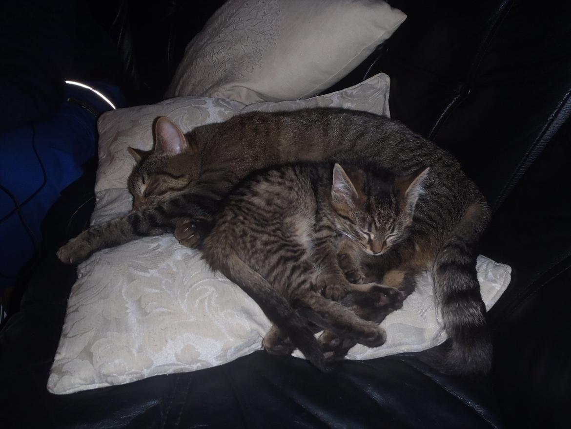 Huskat Bobba billede 15