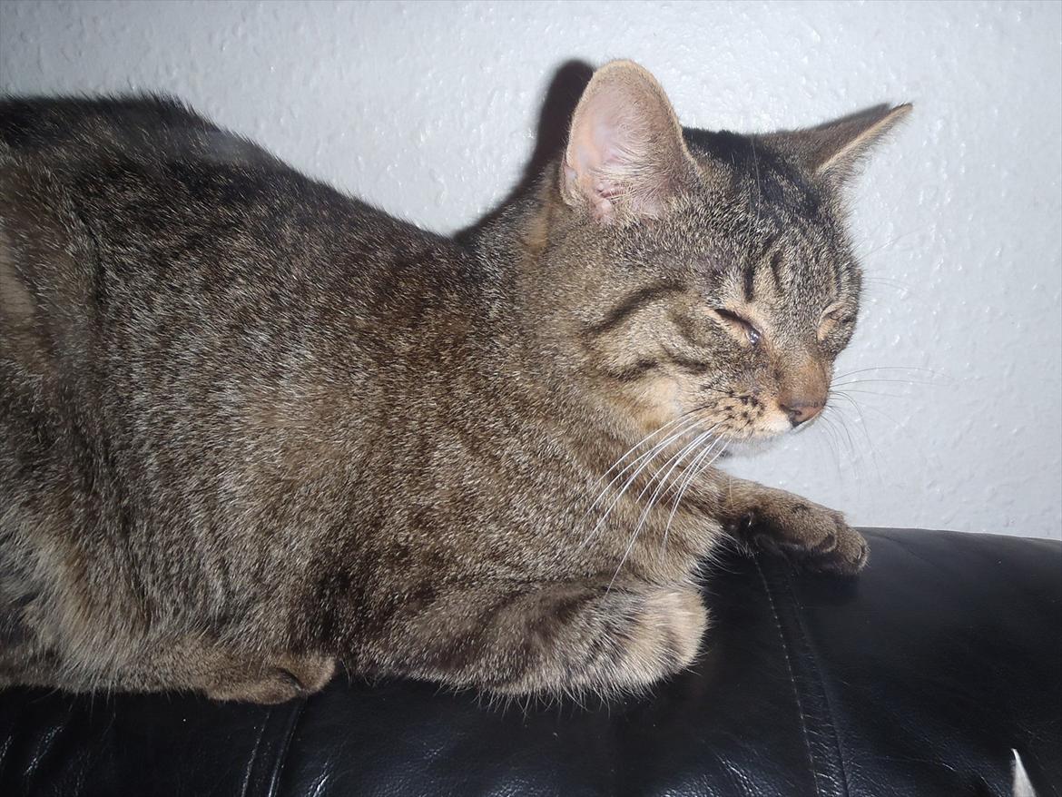 Huskat Bobba billede 16