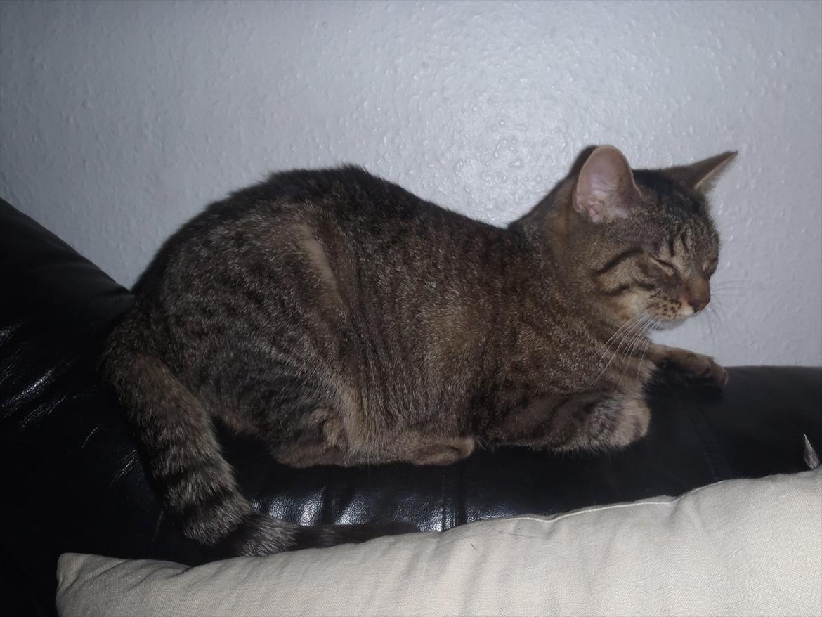 Huskat Bobba billede 17