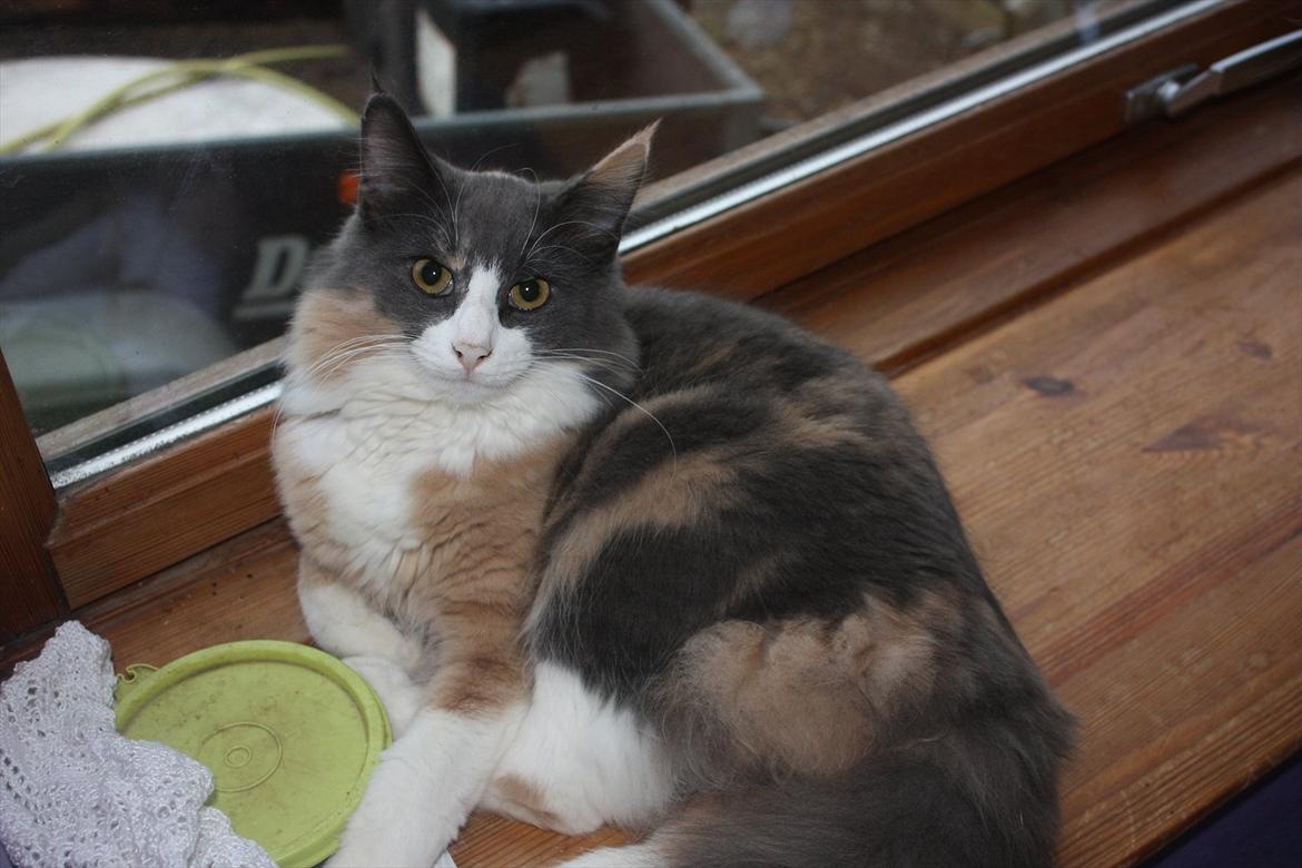 Norsk Skovkat Høgerstedet s Beauty billede 6