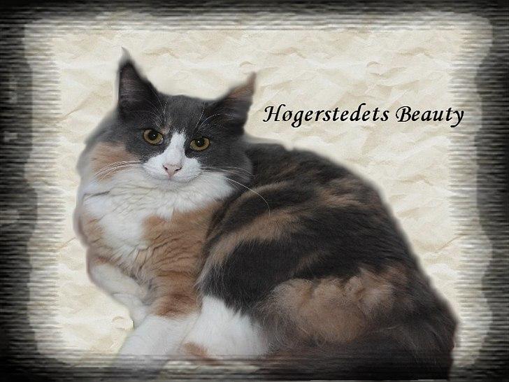 Norsk Skovkat Høgerstedet s Beauty billede 7