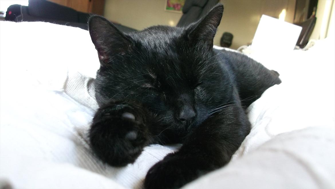 Huskat Baby/panter billede 2