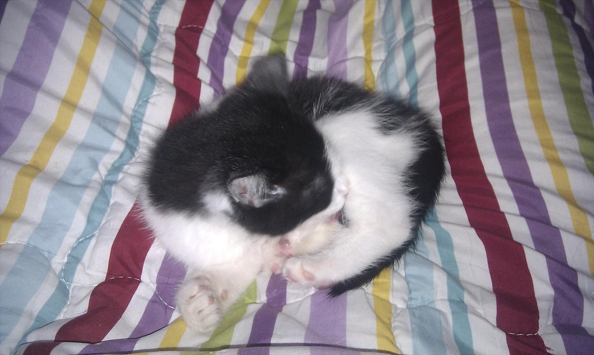 Huskat Felix (Fimse) billede 10