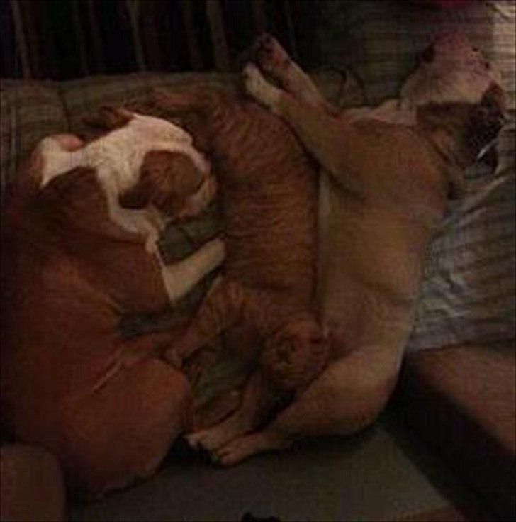 Huskat tigermis billede 7