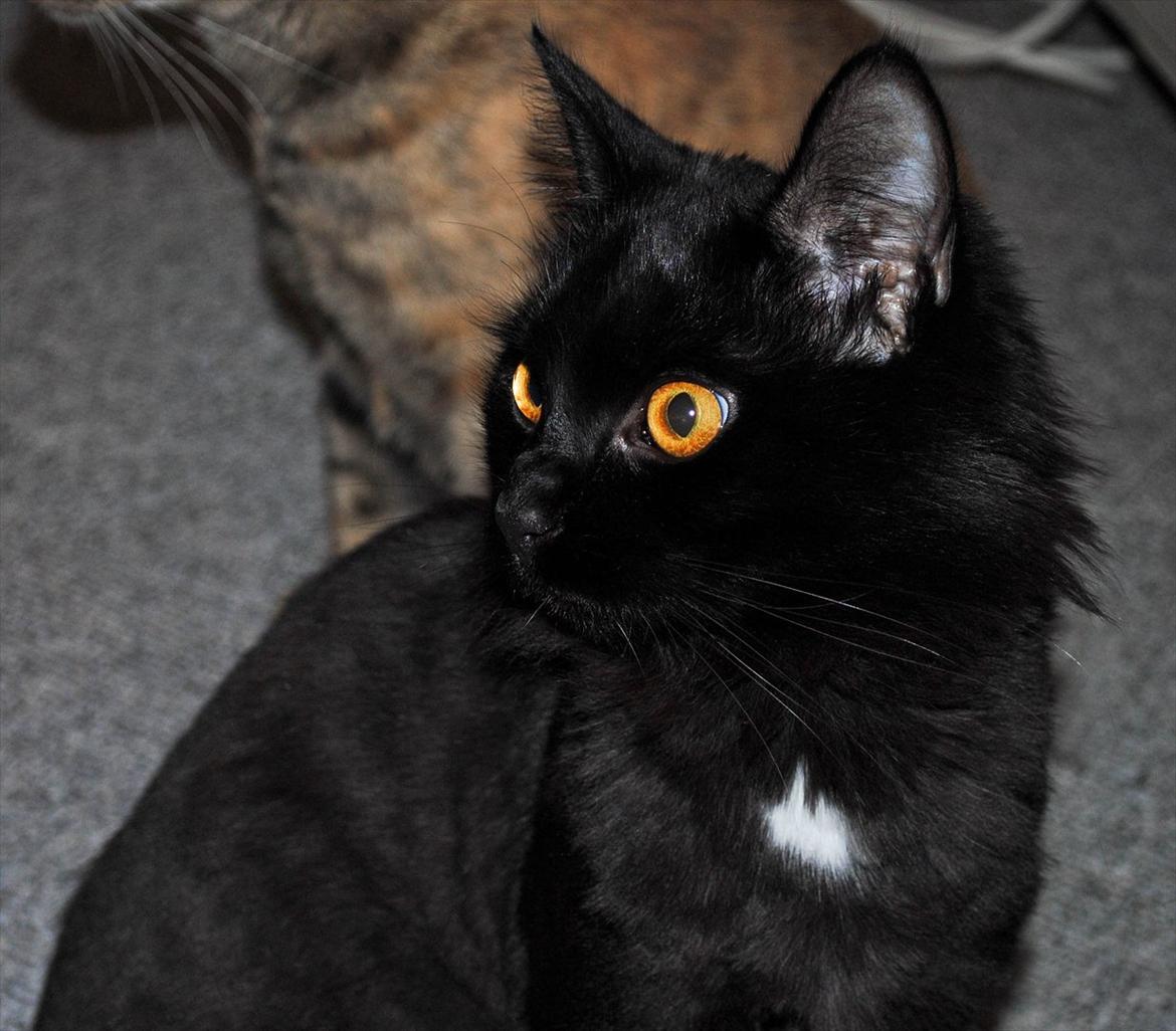 Blanding af racer Bella billede 1