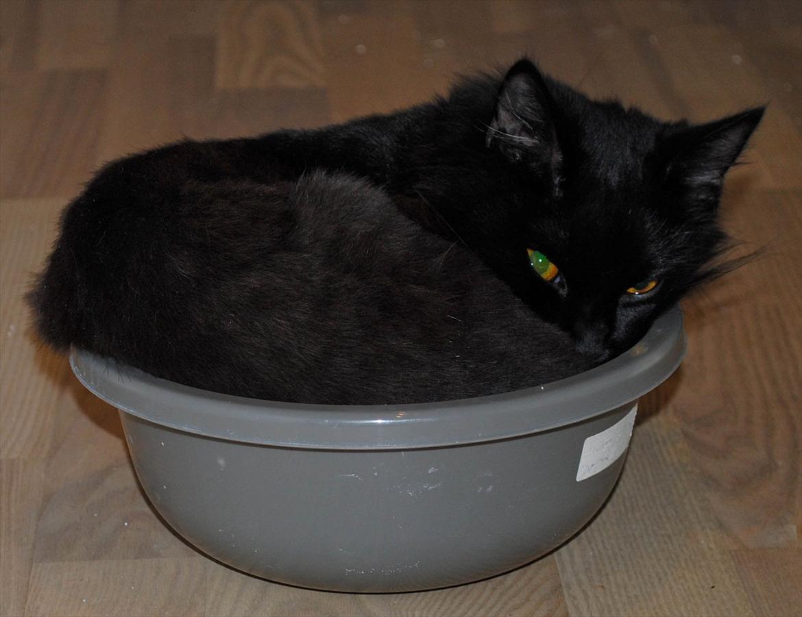 Blanding af racer Bella billede 4