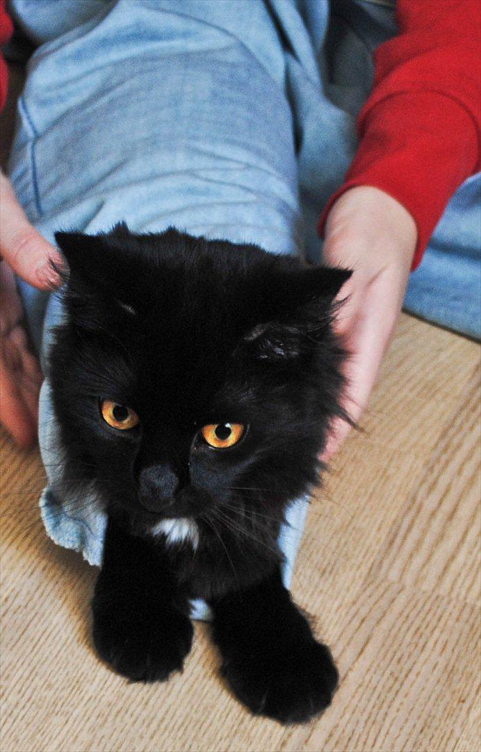 Blanding af racer Bella billede 2