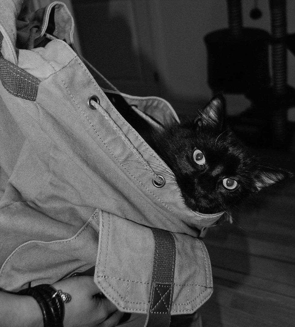 Blanding af racer Bella billede 3