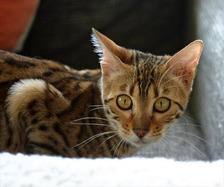 Bengal Sheda  billede 3