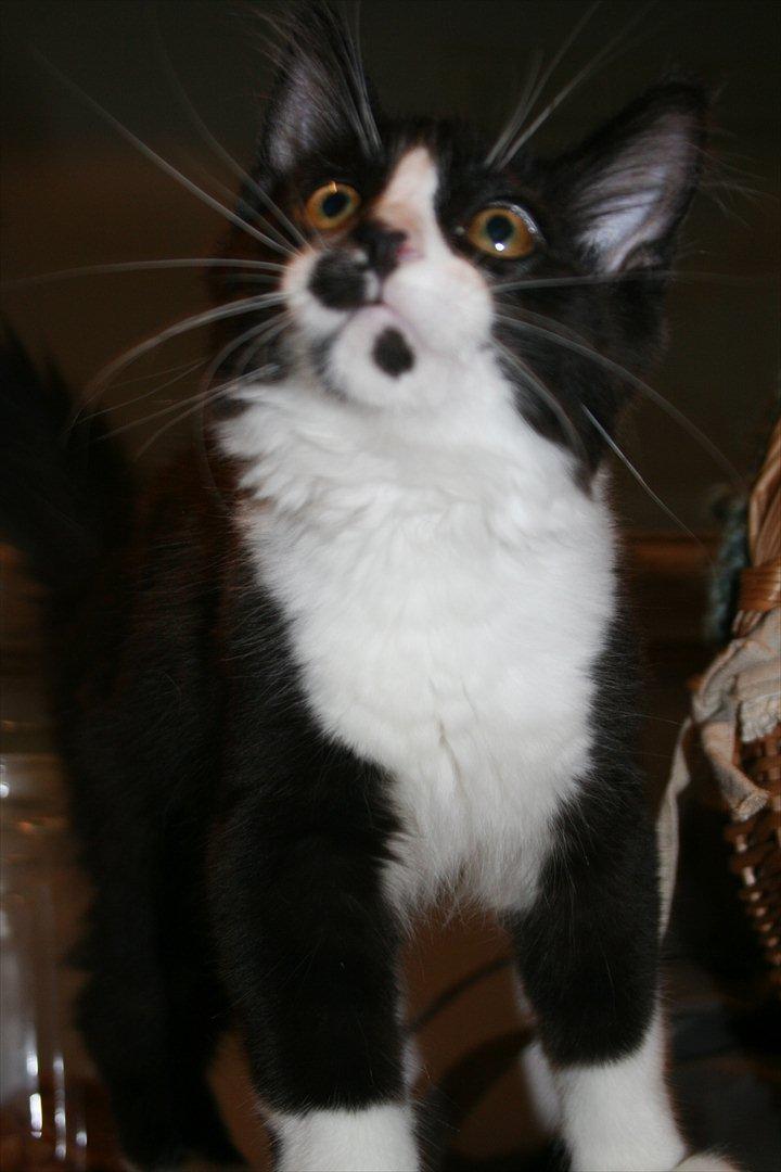 Maine Coon Pontus PP billede 1