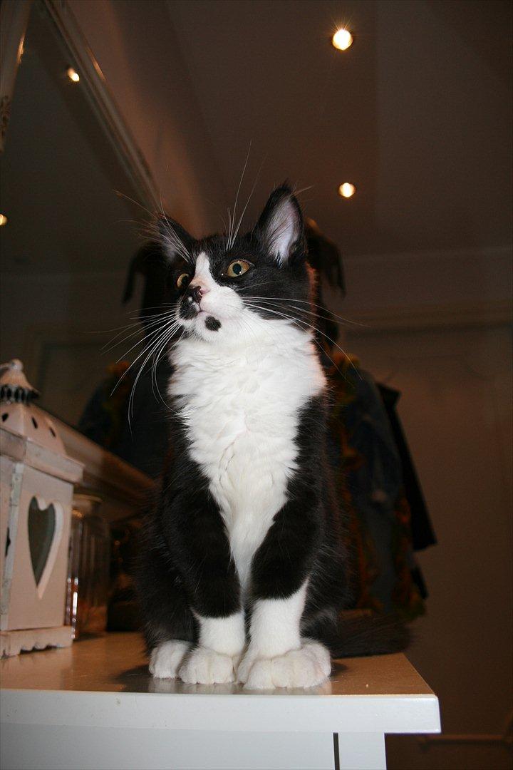 Maine Coon Pontus PP billede 2