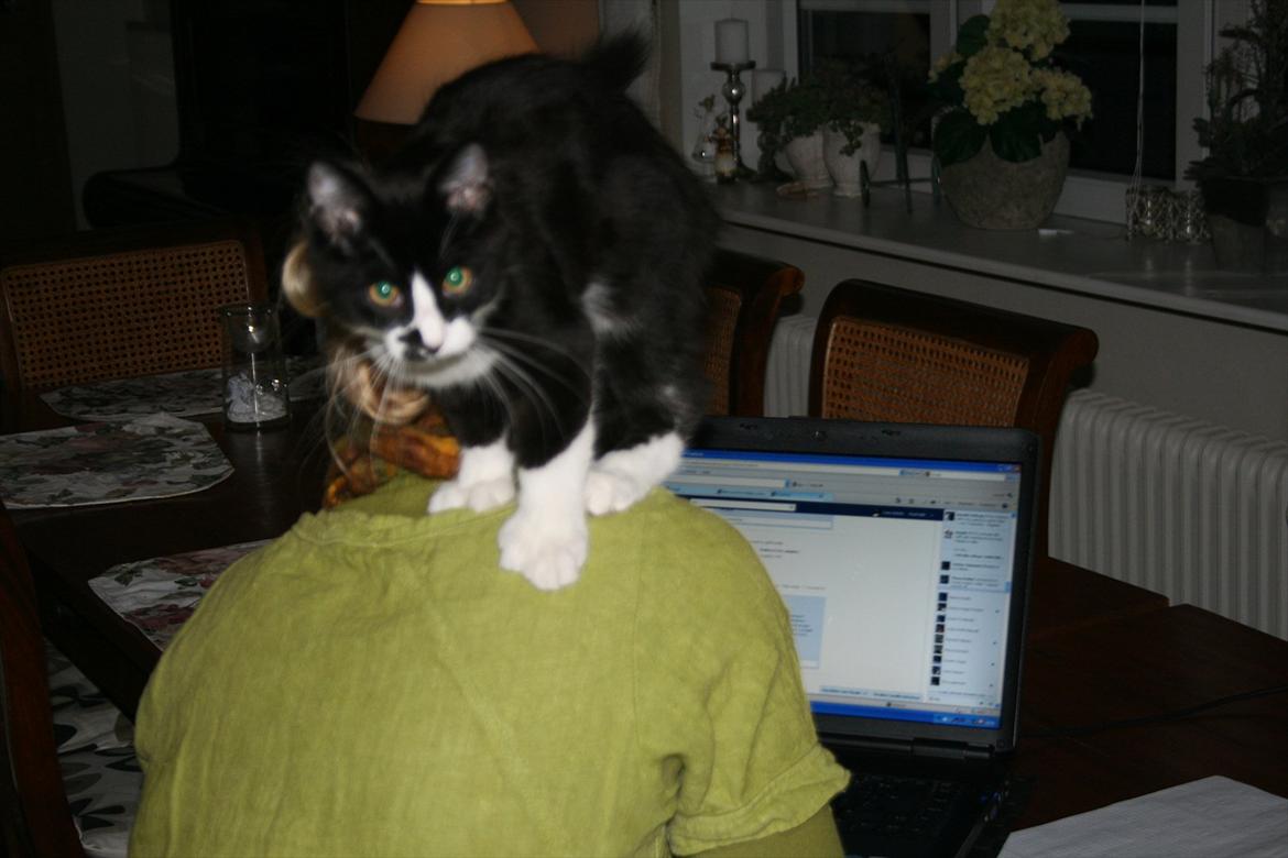 Maine Coon Pontus PP billede 3