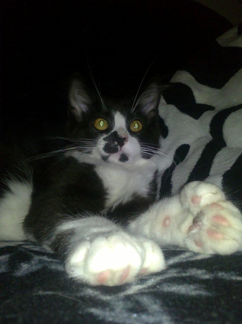 Maine Coon Pontus PP billede 4