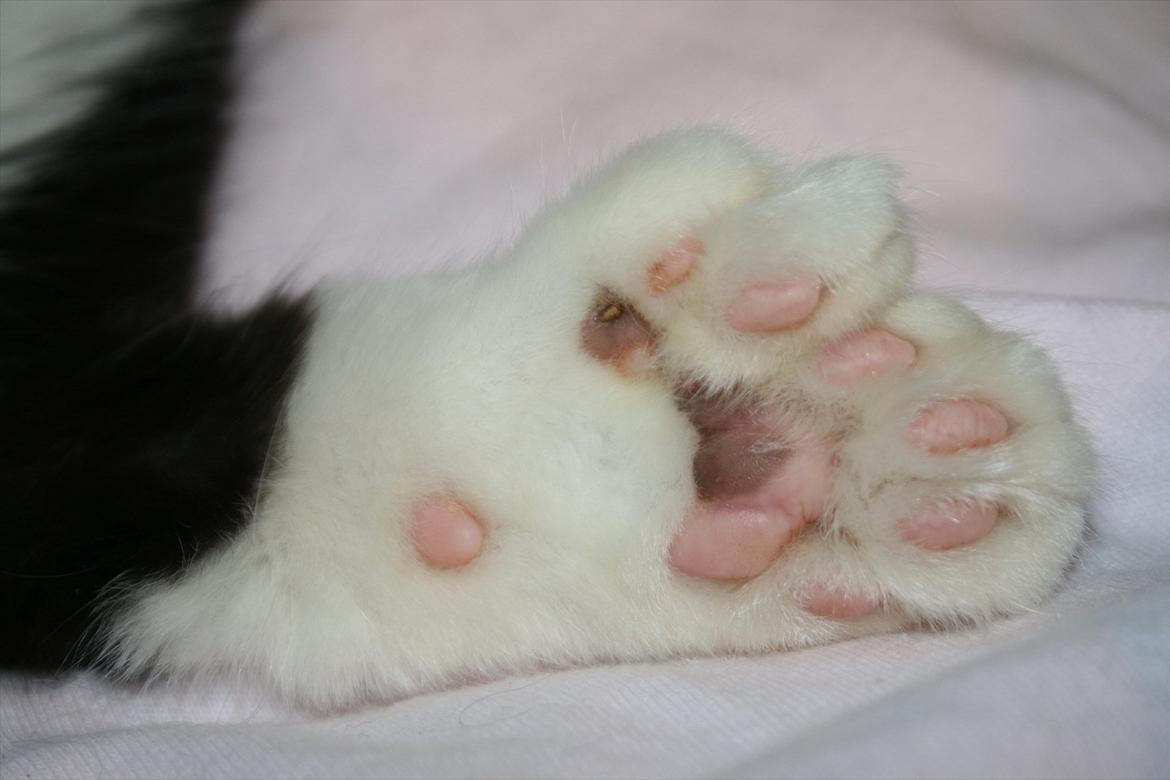 Maine Coon Pontus PP billede 5