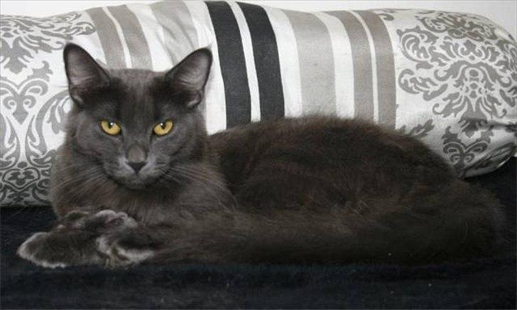 Maine Coon Pontus PP - Mor til Pontus billede 6