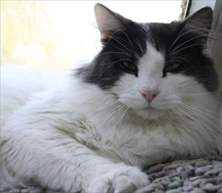 Maine Coon Pontus PP - Far til Pontus billede 7