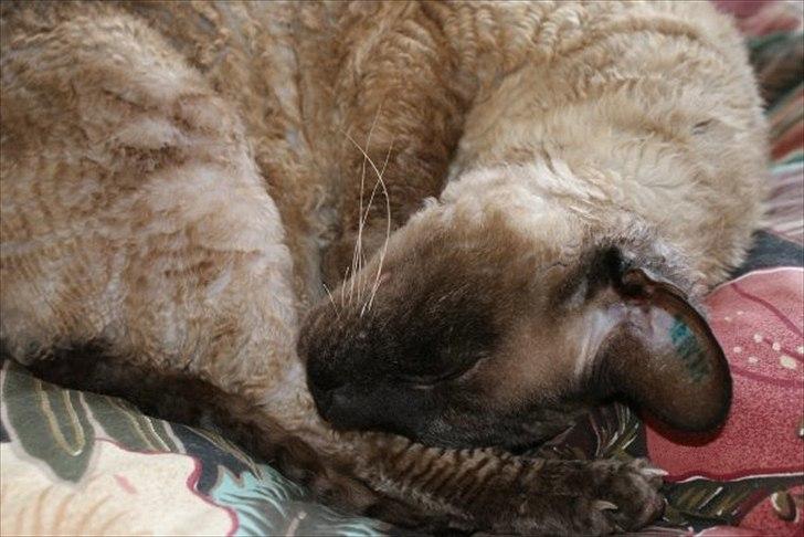 Cornish Rex Sinatra billede 1
