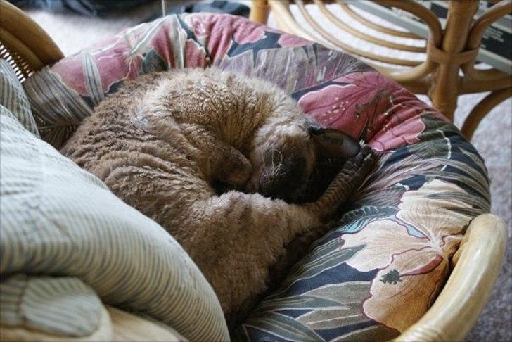 Cornish Rex Sinatra billede 2