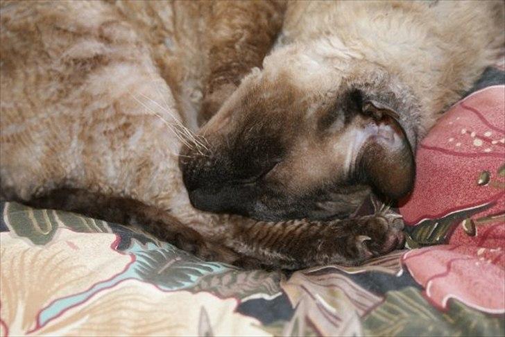 Cornish Rex Sinatra billede 3