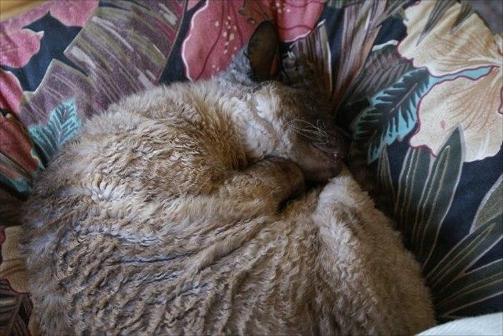 Cornish Rex Sinatra billede 4
