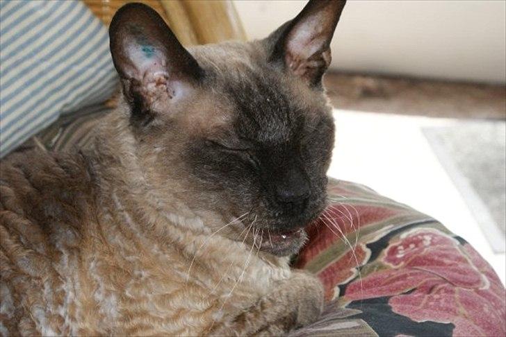 Cornish Rex Sinatra billede 5