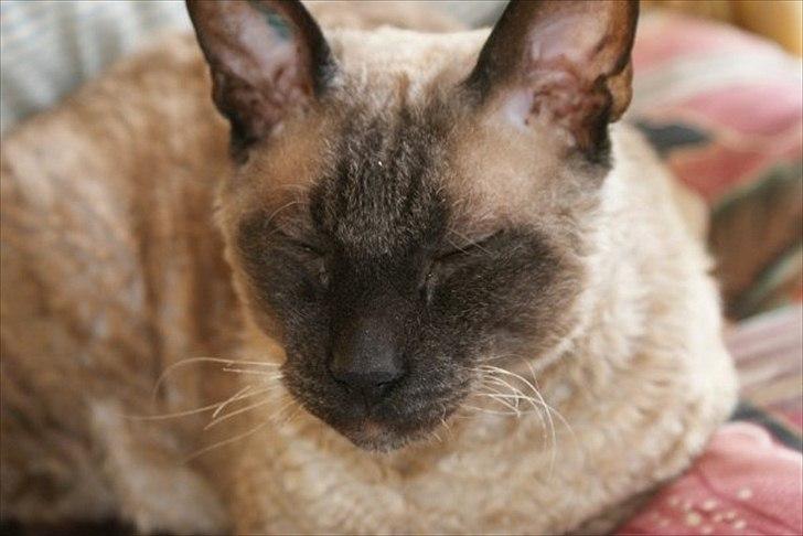 Cornish Rex Sinatra billede 6