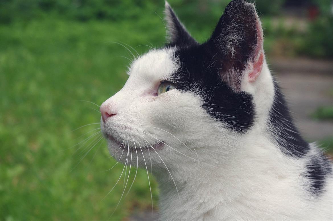Huskat Max Sørensen billede 8