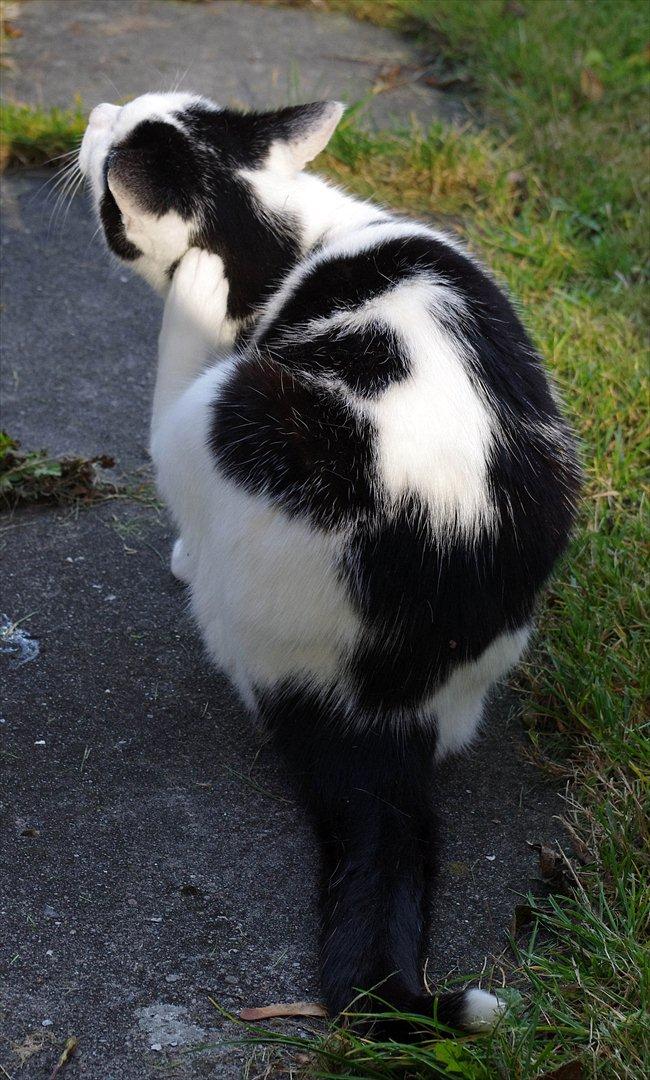 Huskat Max Sørensen billede 12