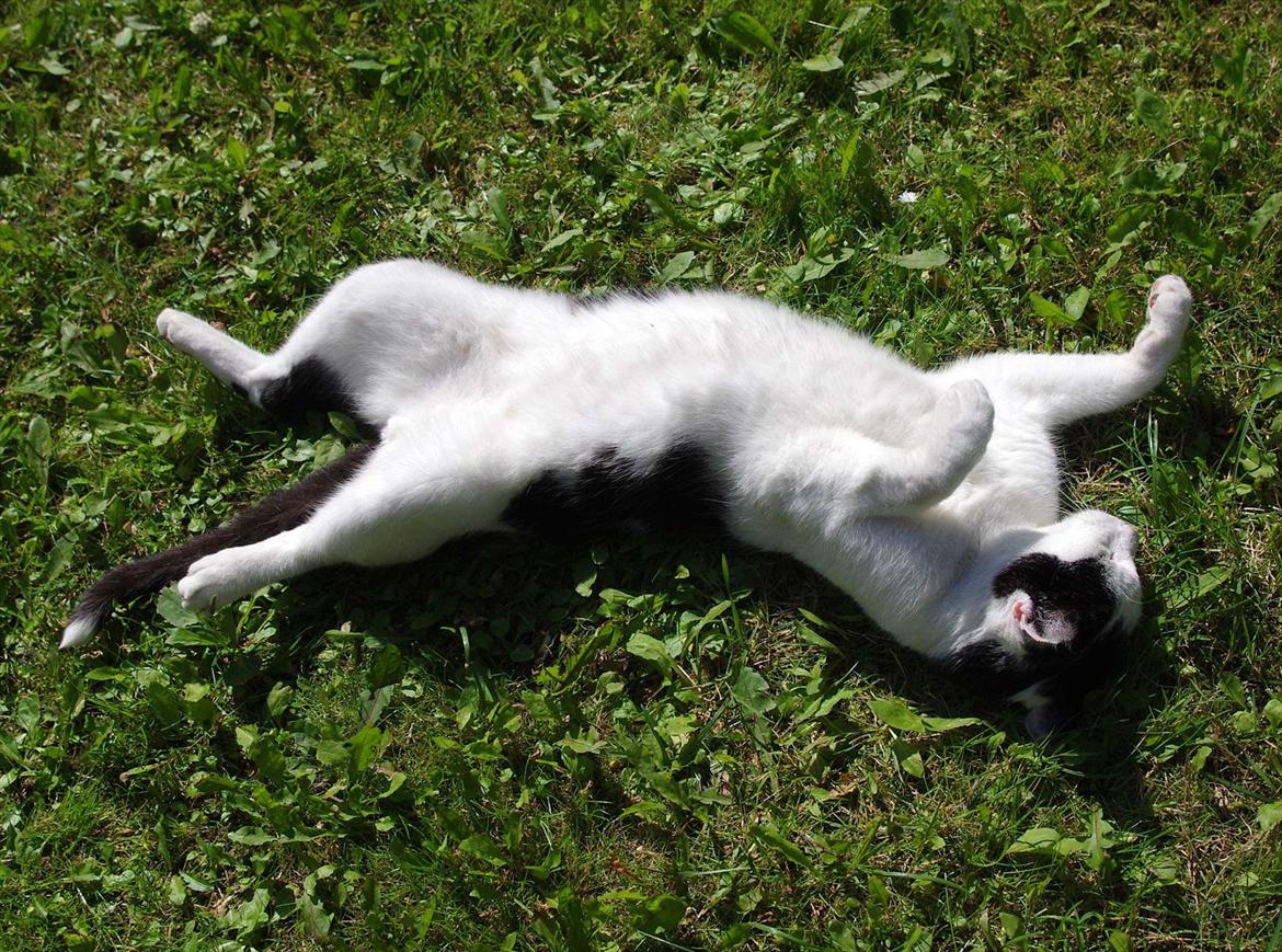 Huskat Max Sørensen billede 13