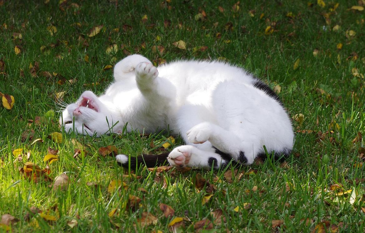 Huskat Max Sørensen billede 14