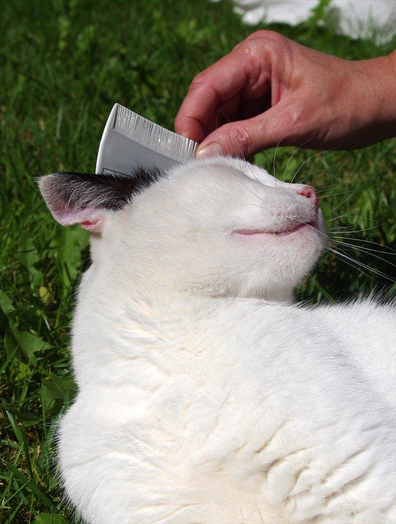 Huskat Max Sørensen billede 15