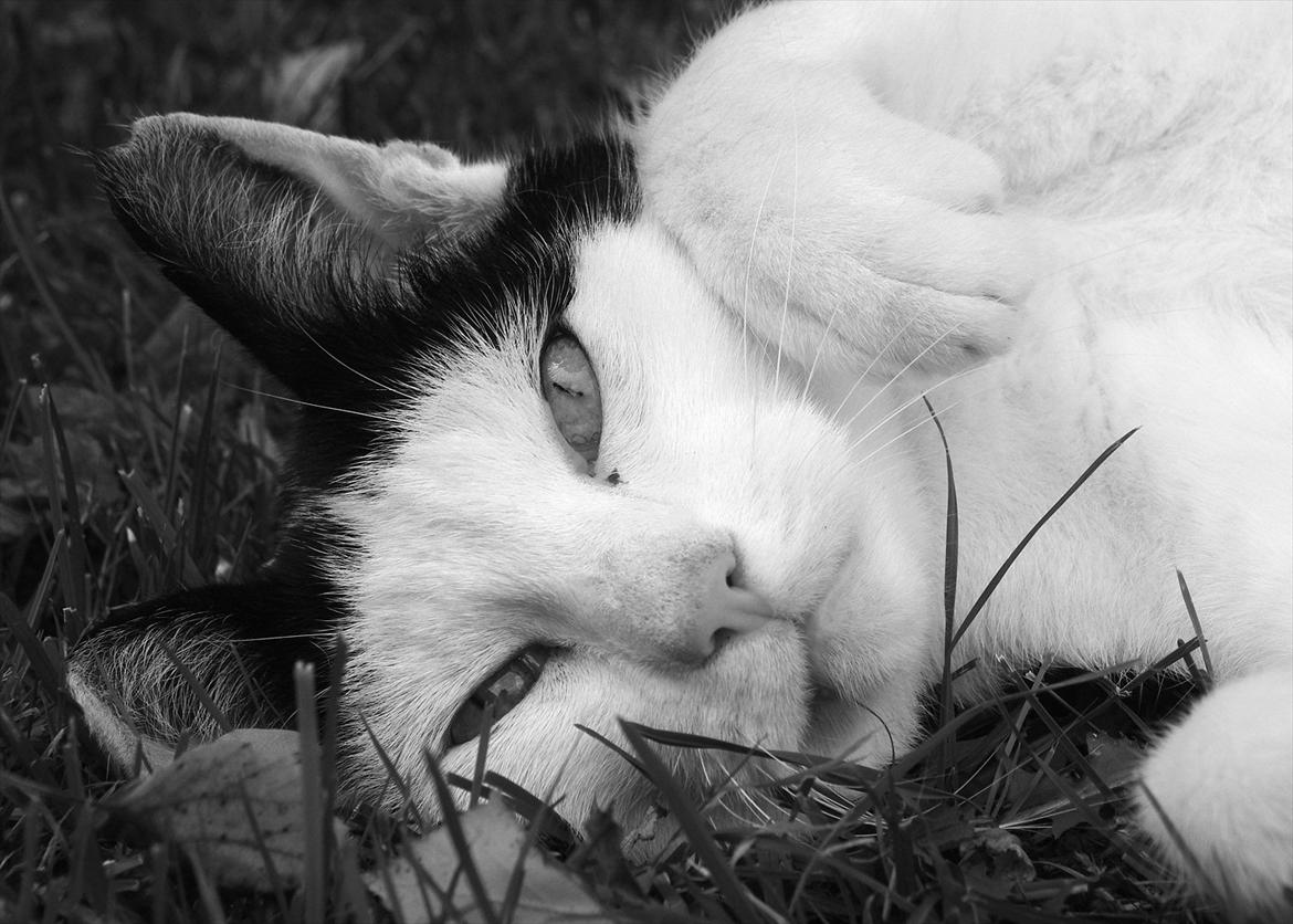 Huskat Max Sørensen billede 16