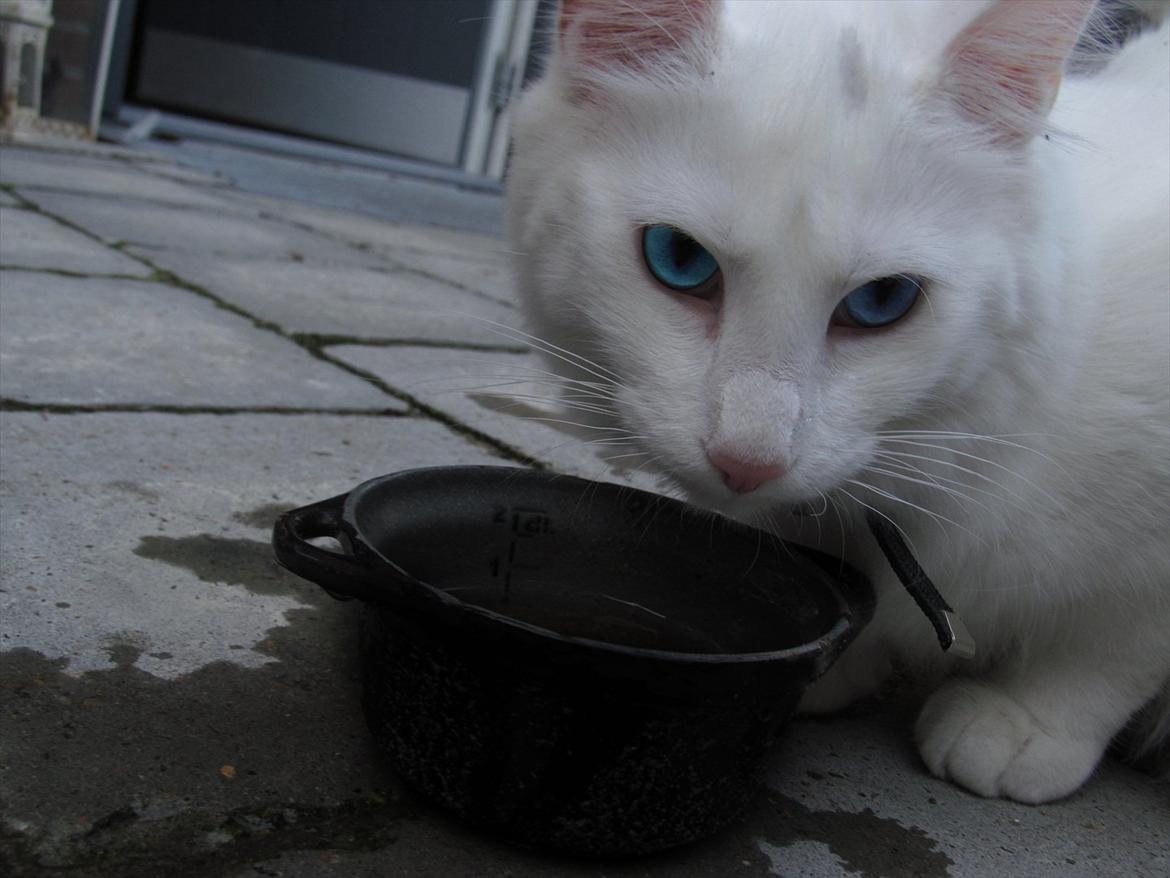 Norsk Skovkat snebold billede 3