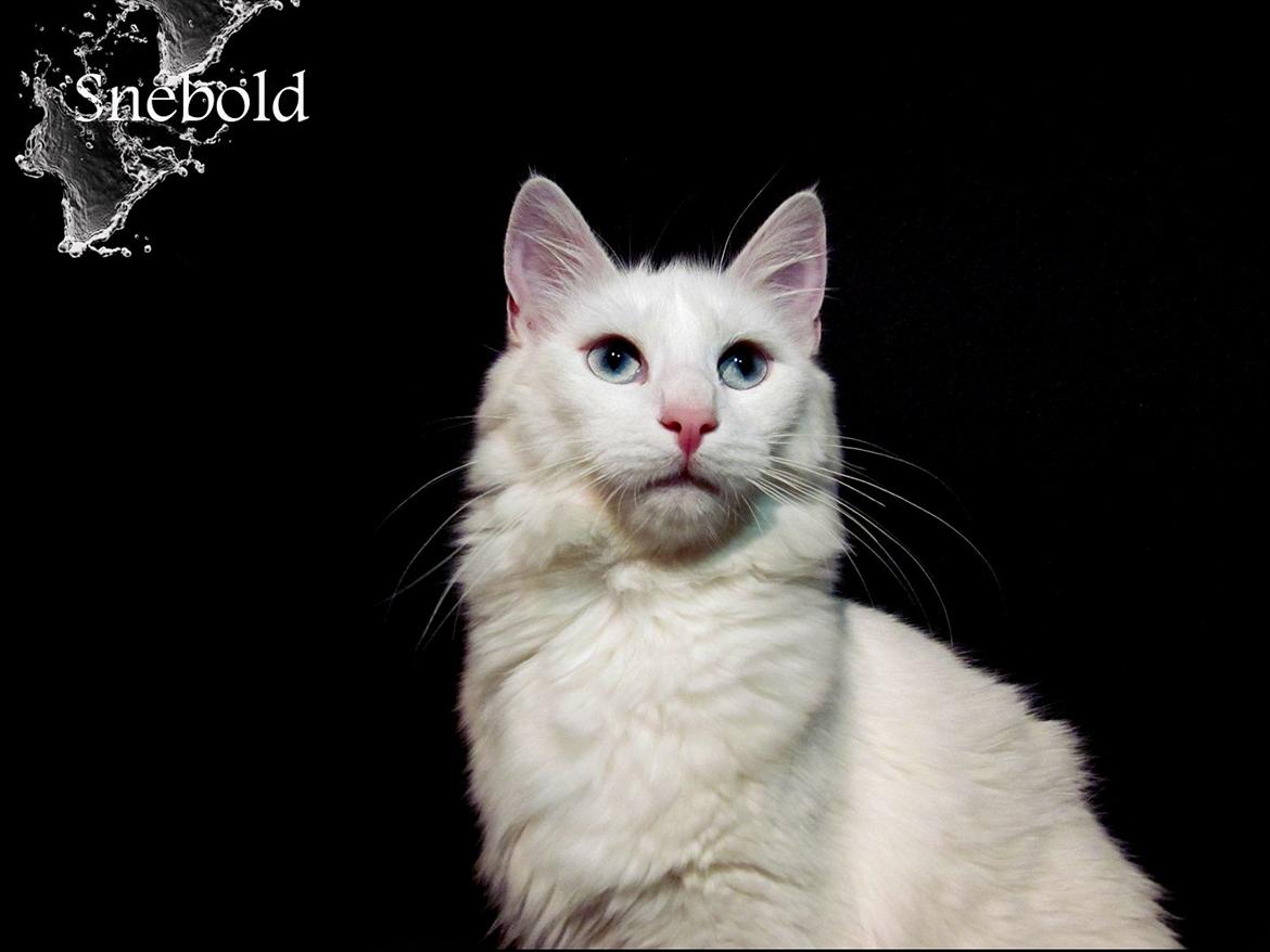 Norsk Skovkat snebold billede 2