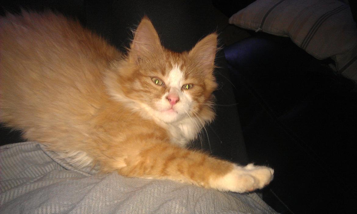 Blanding af racer Maine Coon/Norsk skovkat Malde billede 1