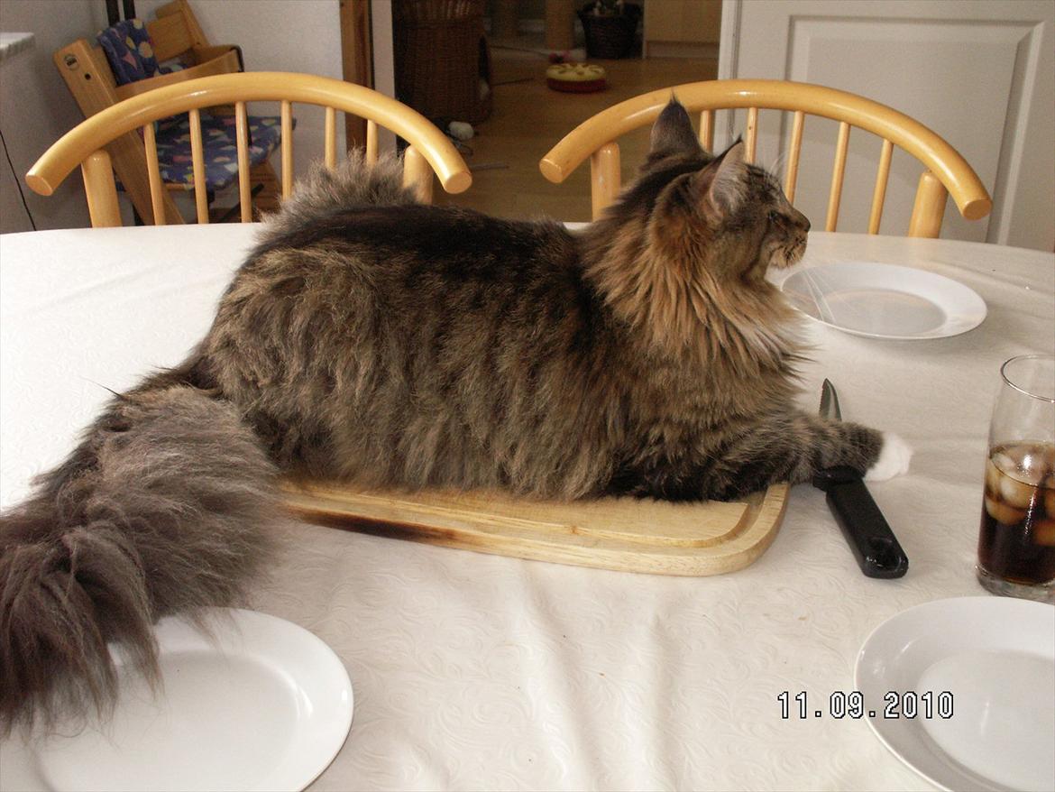 Maine Coon Dk bright terkel i knibe billede 2