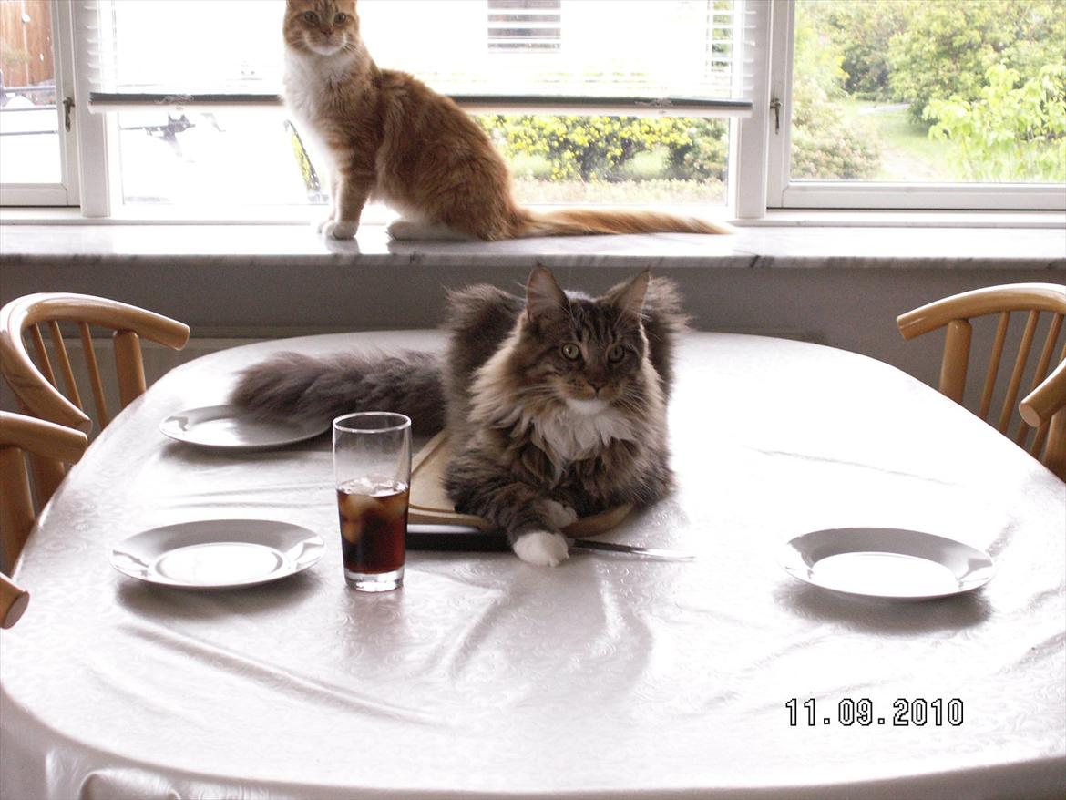 Maine Coon Dk bright terkel i knibe billede 3