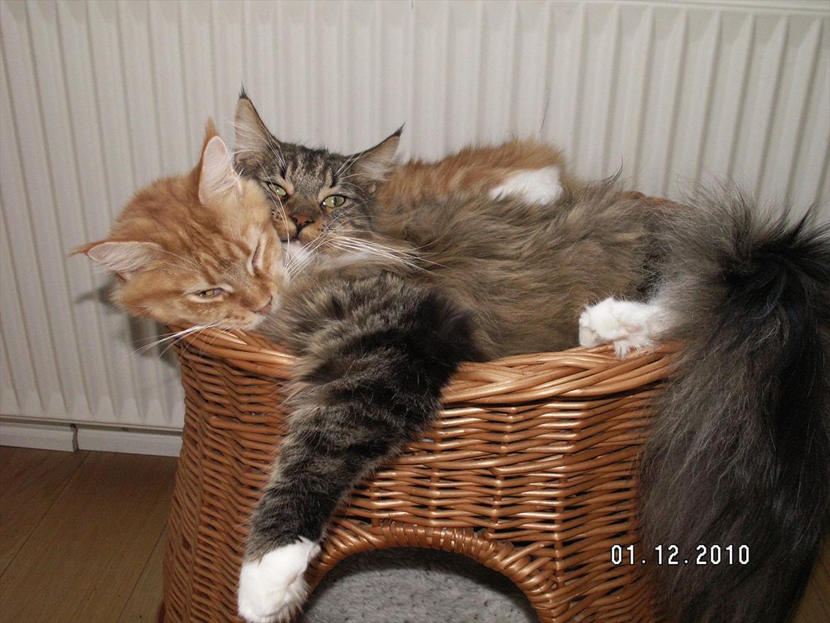 Maine Coon Dk bright terkel i knibe billede 4