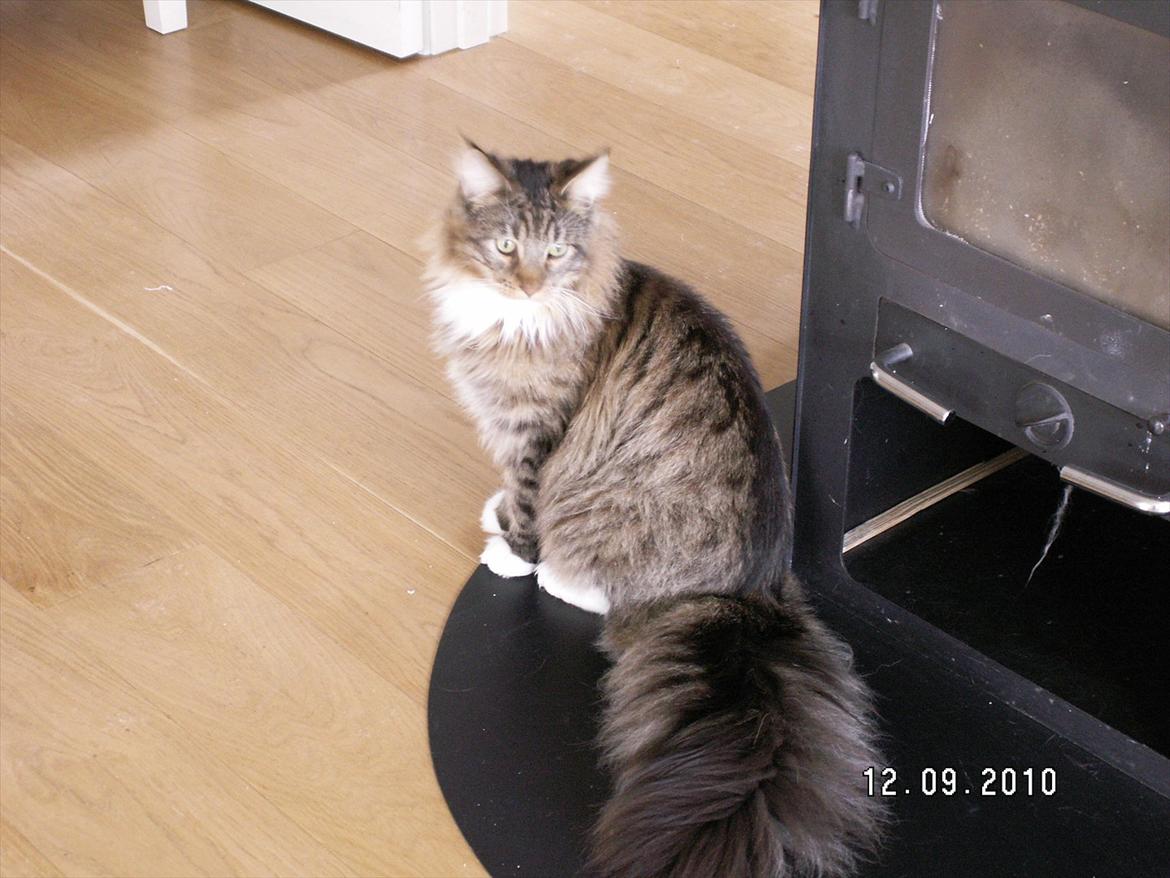 Maine Coon Dk bright terkel i knibe billede 5