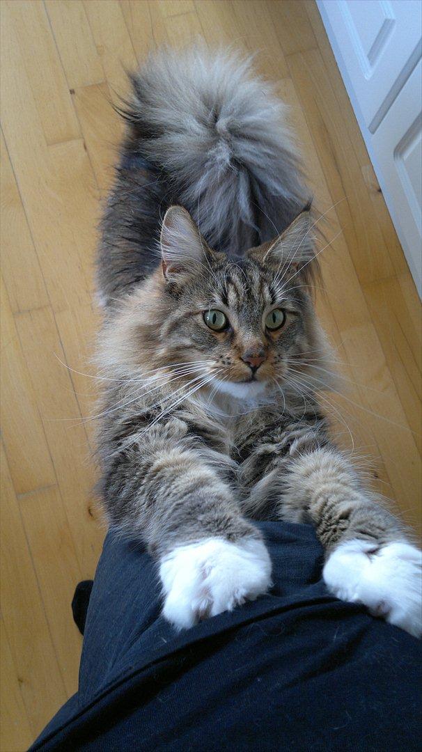 Maine Coon Dk bright terkel i knibe billede 6