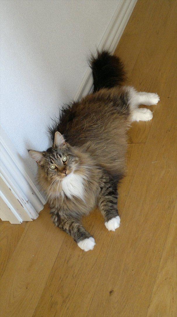 Maine Coon Dk bright terkel i knibe billede 7