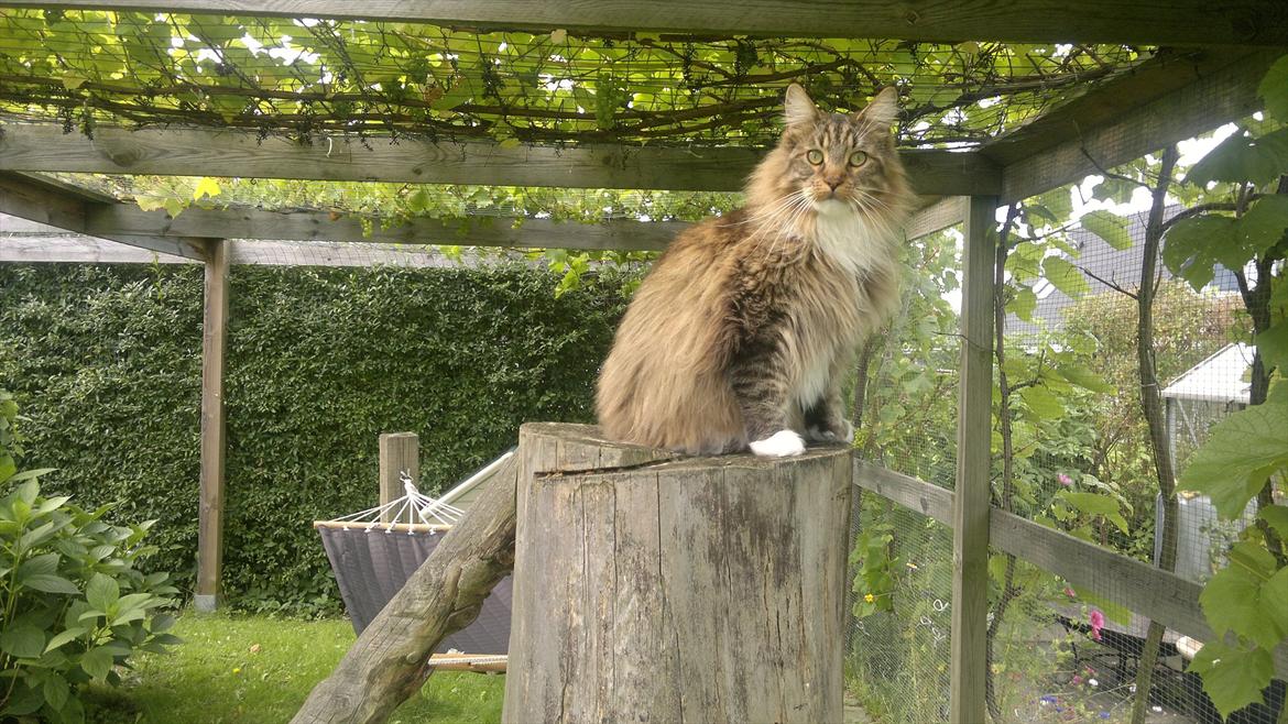 Maine Coon Dk bright terkel i knibe billede 8