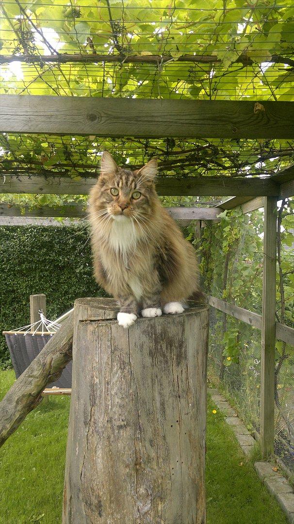 Maine Coon Dk bright terkel i knibe billede 9