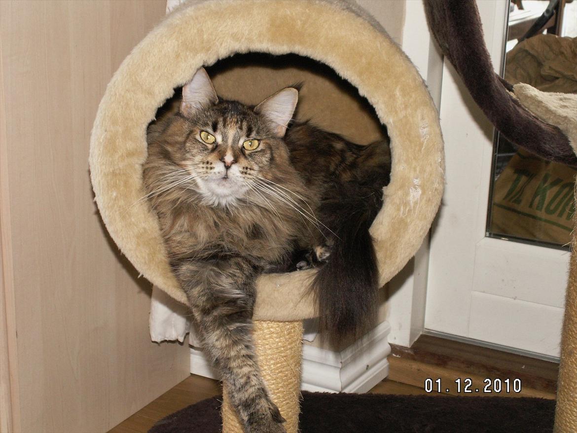 Maine Coon (N) Lilletun´s Papaya billede 14