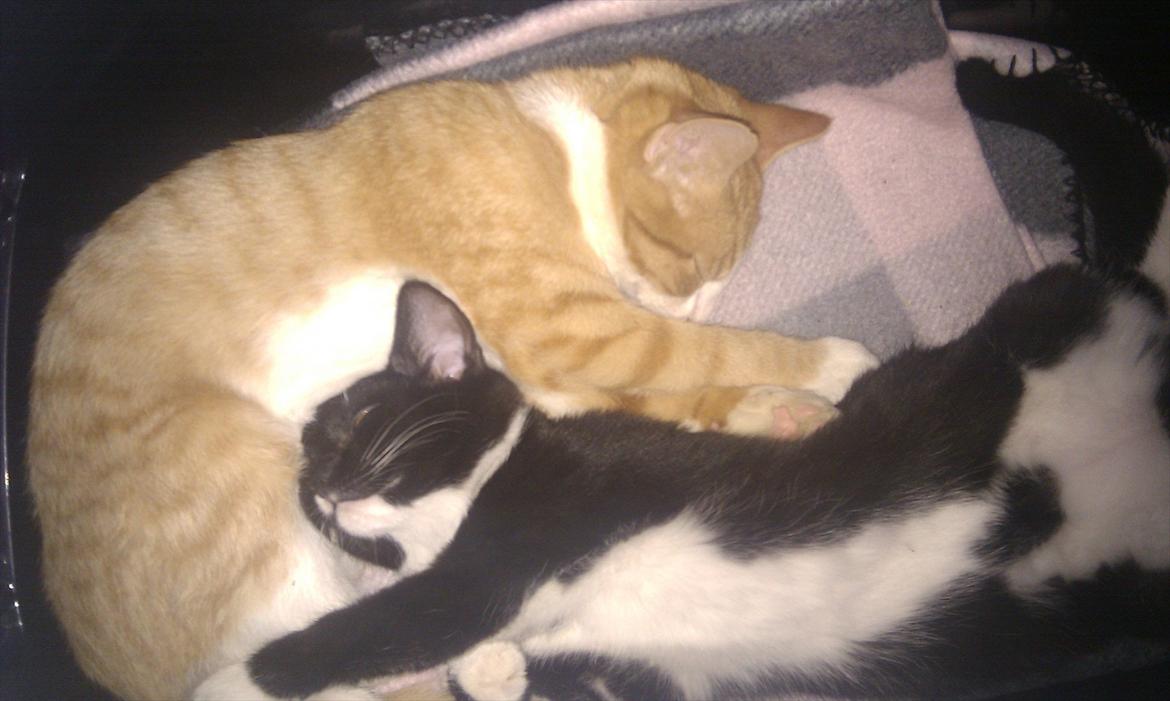 Blanding af racer Mille - Dag 2 efter Milles ankomst :-) billede 2